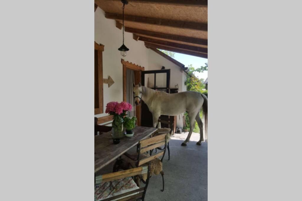 Igricz Farmhaz Villa Pócsmegyer Eksteriør bilde
